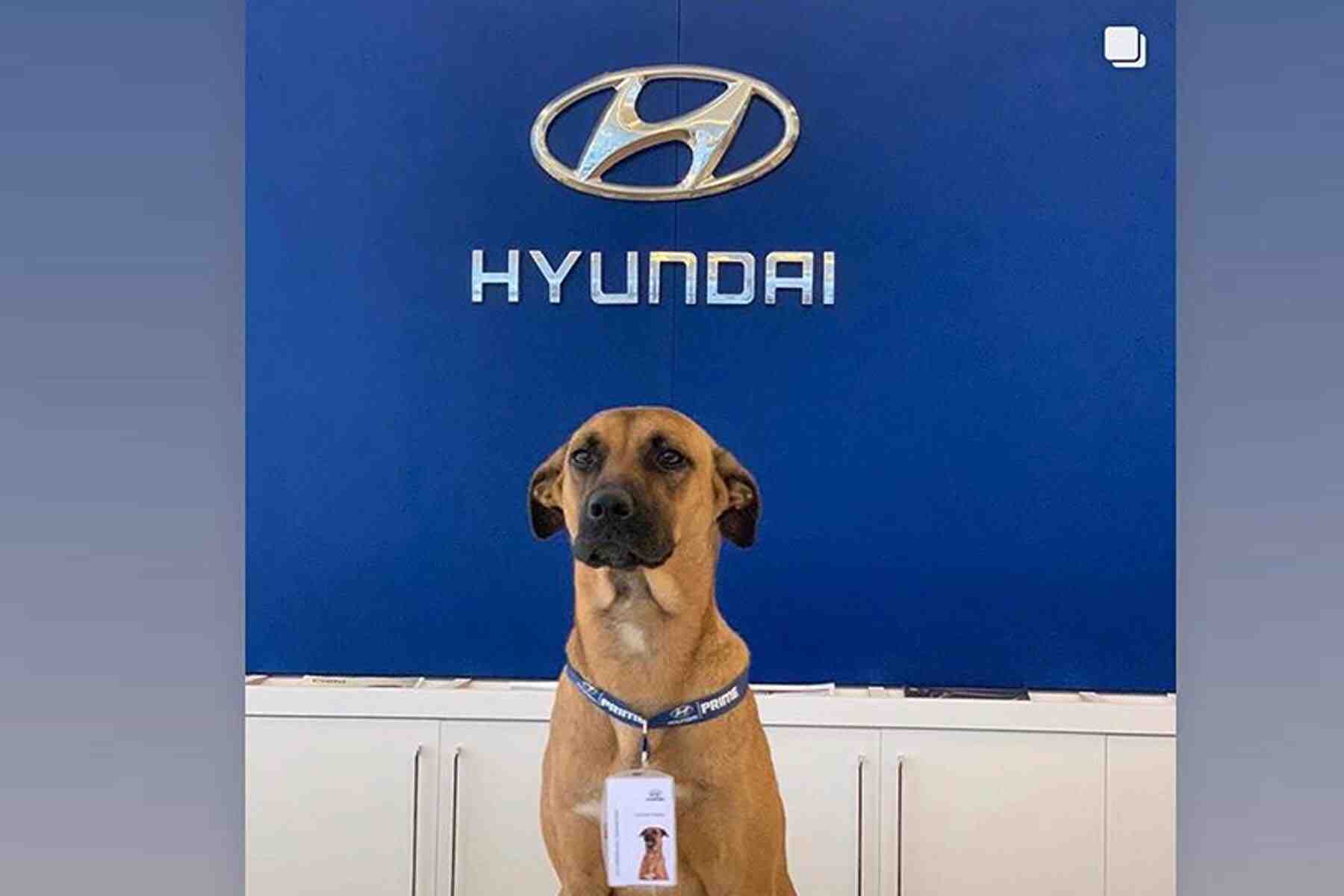 Qui fabrique Hyundai?